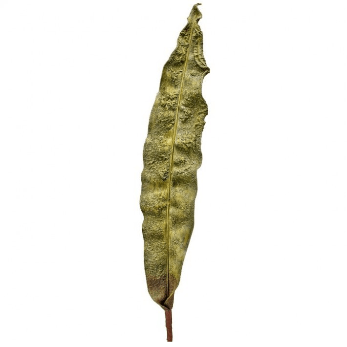 Regency Realistic Green Calla Lily Leaf 37" L Stem Spray